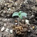 StrawZ Automatic #1