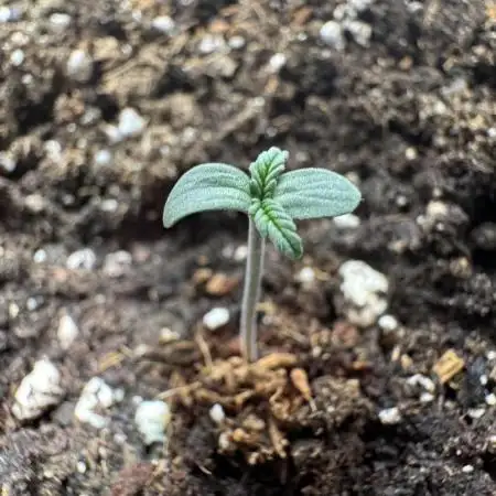 StrawZ Automatic #1