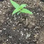 StrawZ Automatic #1