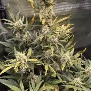 StrawZ Automatic #1