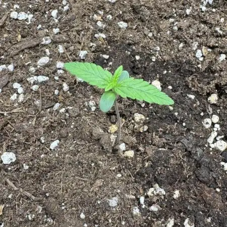 StrawZ Automatic #1