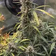 StrawZ Automatic #1