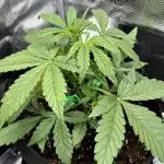 StrawZ Automatic #1