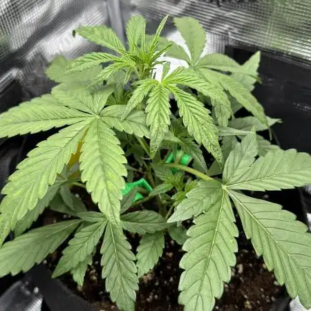 StrawZ Automatic #1