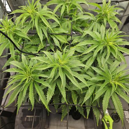 Blueberry Muffin 2025, Mainline in soil