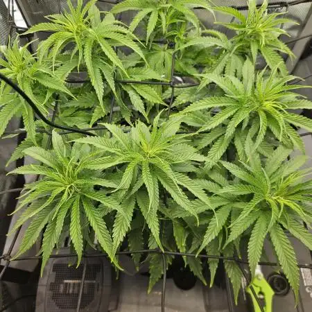 Blueberry Muffin 2025, Mainline in soil