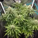 Blueberry Muffin 2025, Mainline in soil