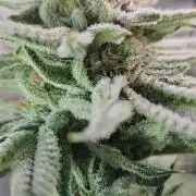 Hella Jelly #1