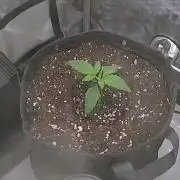 All Gas OG #1