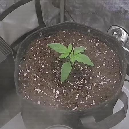 All Gas OG #1