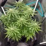 Blueberry Muffin 2025, Mainline in soil