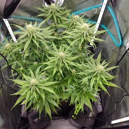 Blueberry Muffin 2025, Mainline in soil