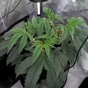 All Gas OG #1