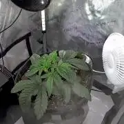 All Gas OG #1