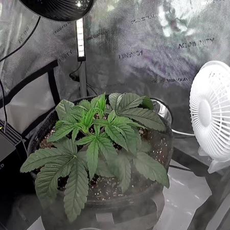 All Gas OG #1