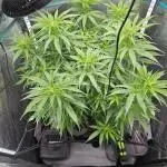 Blueberry Muffin 2025, Mainline in soil