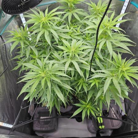 Blueberry Muffin 2025, Mainline in soil