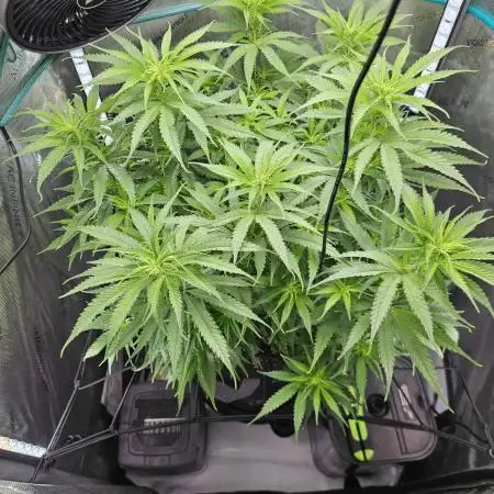 Blueberry Muffin 2025, Mainline in soil