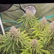 Blueberry Muffin 2025, Mainline in soil