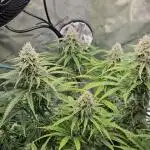 Blueberry Muffin 2025, Mainline in soil