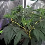 All Gas OG #1