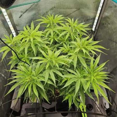 Blueberry Muffin 2025, Mainline in soil