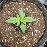 All Gas OG #1