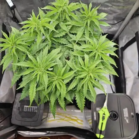Blueberry Muffin 2025, Mainline in soil