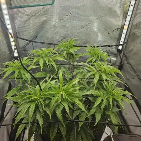 Blueberry Muffin 2025, Mainline in soil