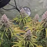 Blueberry Muffin 2025, Mainline in soil