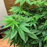 1st Grow in 40 years