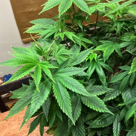 1st Grow in 40 years