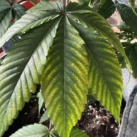 1st Grow in 40 years