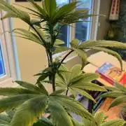 1st Grow in 40 years