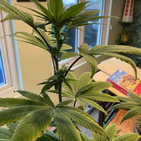 1st Grow in 40 years