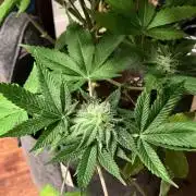 1st Grow in 40 years