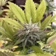 1st Grow in 40 years