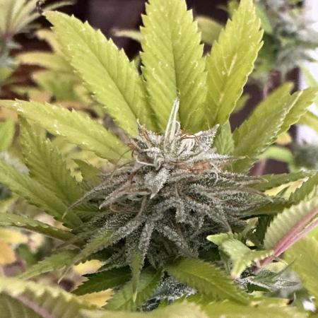 1st Grow in 40 years