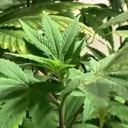 1st Grow in 40 years