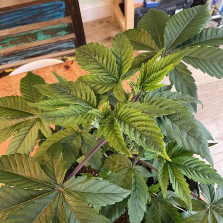 1st Grow in 40 years