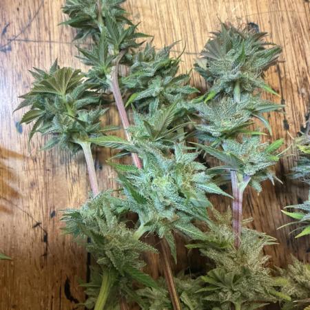 1st Grow in 40 years