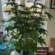 1st Grow in 40 years