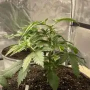 Gorilla crush by joti