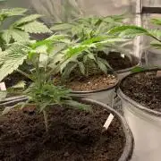 Gorilla crush by joti