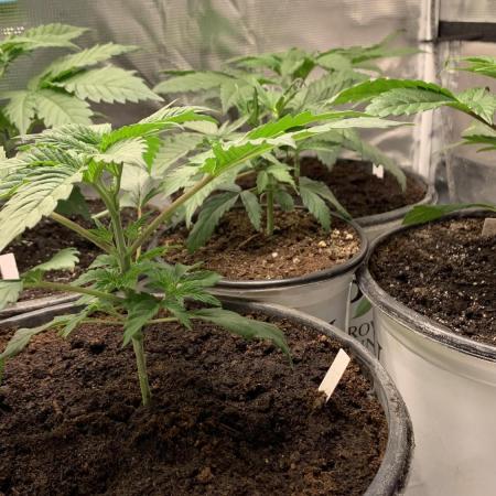 Gorilla crush by joti