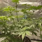 Gorilla crush by joti