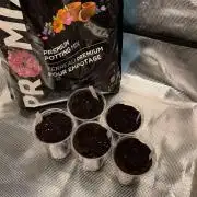 Gorilla crush by joti