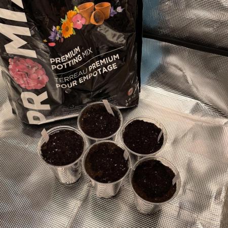 Gorilla crush by joti