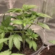 Gorilla crush by joti