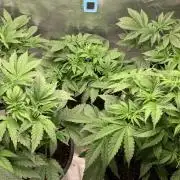 Gorilla crush by joti